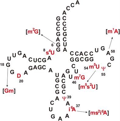 Regulatory Factors for tRNA Modifications in Extreme- Thermophilic Bacterium Thermus thermophilus